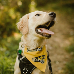 Dog and Towson University Bandana